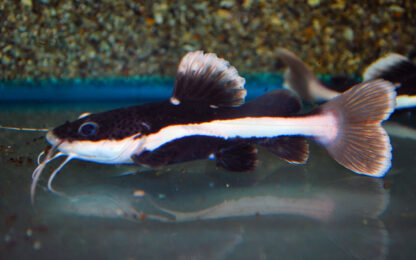 Phractocephalus hemiliopterus- Redtail Catfish 5-6cm