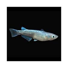Oryzias latipes- Medaka Platinum Ricefish