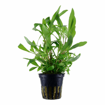 Tropica Hygrophila Corymbosa 'Siamensis 53B' pot in single package
