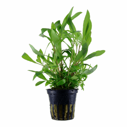 Tropica Hygrophila Corymbosa 'Siamensis 53B' pot in single package
