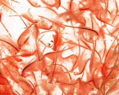 Lebendes Artemia 45 ml