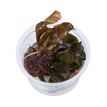 Tropica Echinodorus 'Reni' 1-2-Grow!