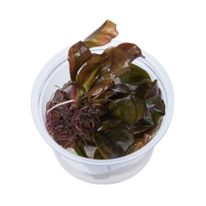 Tropica Echinodorus 'Reni' 1-2-Grow!