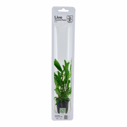 Tropica Hygrophila Corymbosa 'Siamensis 53B' mini pot in single package - Image 2