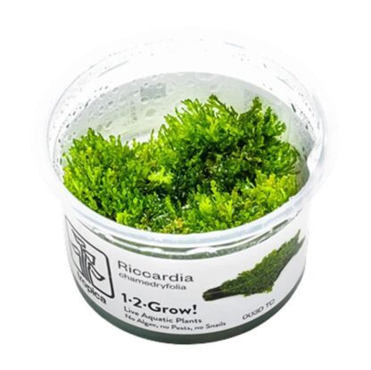 Tropica Riccardia chamedryfolia 1-2 Grow