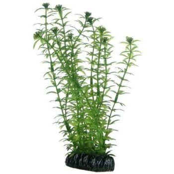 Hobby Lagarosiphon 34cm