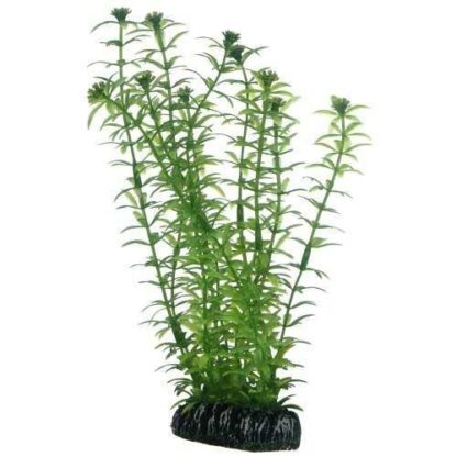 Hobby Lagarosiphon 34cm