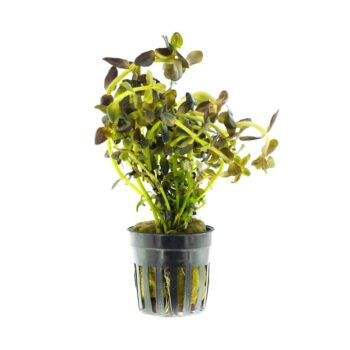 S.I Bacopa salzmanii Purple