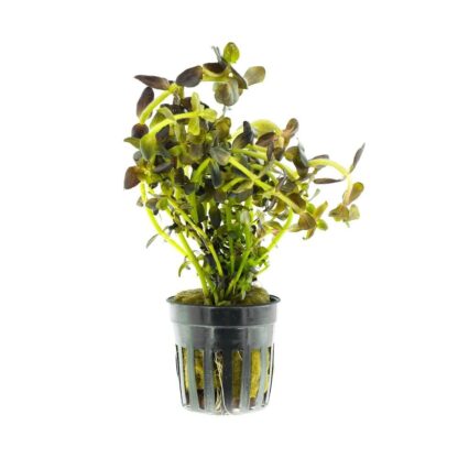 S.I Bacopa salzmanii Purple