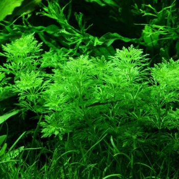 SG Limnophila sessiliflora - bunch
