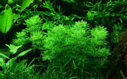 SG Limnophila sessiliflora - bunch