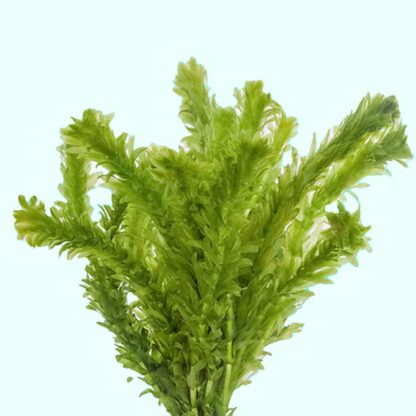SG Egeria densa - bunch