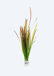 SG Vallisneria - Bunch