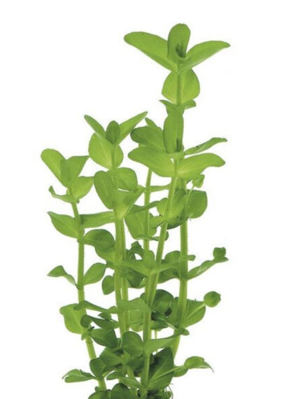 SG Bacopa monieri - Bunch