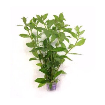 SG Hygrophila polysperma - Bunch