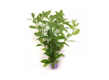 SG Hygrophila polysperma - Bunch