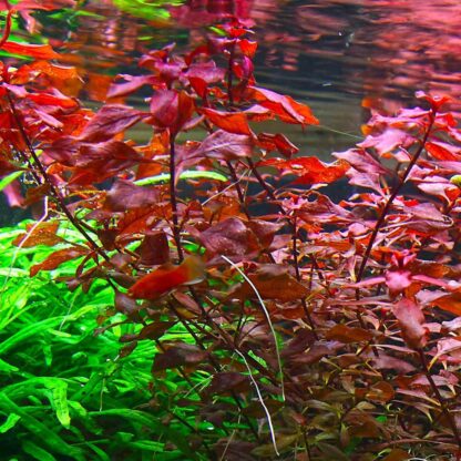 SG Ludwigia super red - Bunch