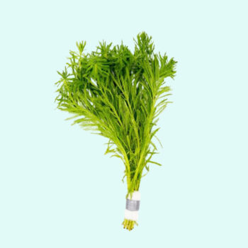 SG Myriophyllum brasiliensis - Parrots feather - Bunch