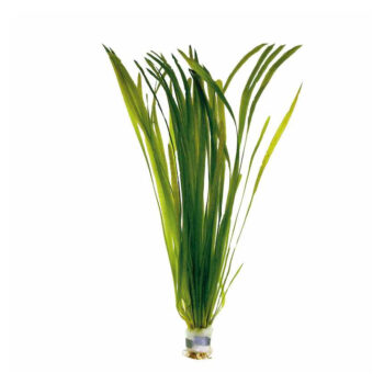 SG Vallisneria gigantea large leaf - Bunch