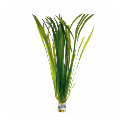 SG Vallisneria gigantea large leaf - Bunch