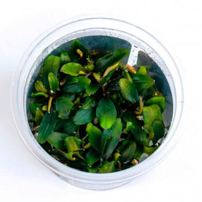 SG Bucephalandra maya - vitro 100 ml cup