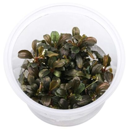 SG Bucephalandra theia red - vitro 100 ml cup