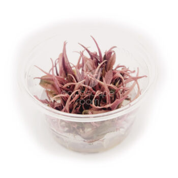 SG Cryptocoryne flamingo - vitro 100 ml cup