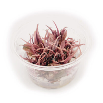 SG Cryptocoryne flamingo - vitro 100 ml cup