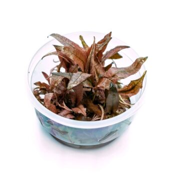 SG Cryptocoryne pink panther - Epaqvitro 100 ml cup