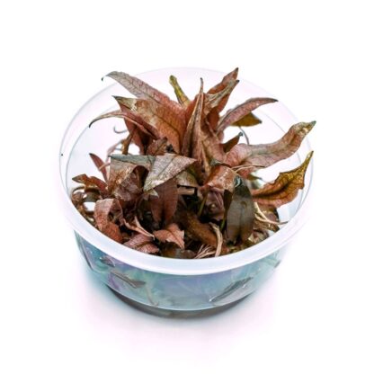 SG Cryptocoryne pink panther - Epaqvitro 100 ml cup