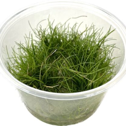 SG Eleocharis parvula - vitro 100 ml cup