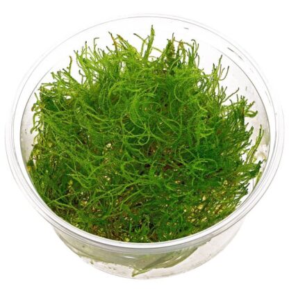 SG Peachock moss taxiphyllum sp - vitro 100 ml cup