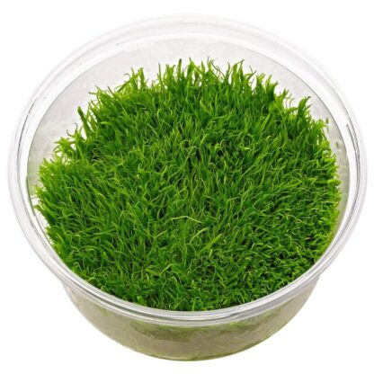 SG Utricularia graminifolia - vitro 100 ml cup