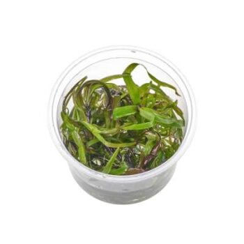 SG Eichhornia azura - vitro 100 ml cup