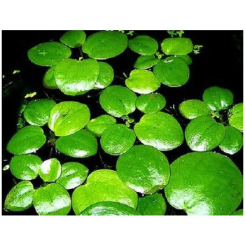 SG Limnobium sp - vitro 250 ml cup