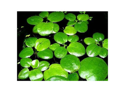 SG Limnobium sp - vitro 250 ml cup