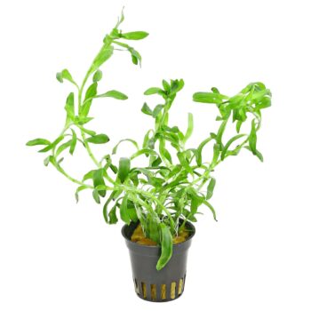 SG Heteranthera zosterifolia - pot