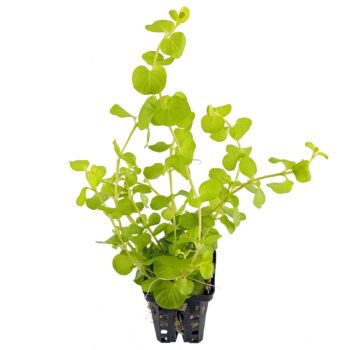 SG Lysimachia aurea yellow - pot