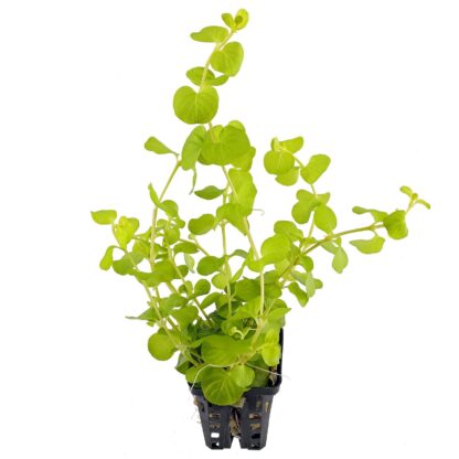 SG Lysimachia aurea yellow - pot