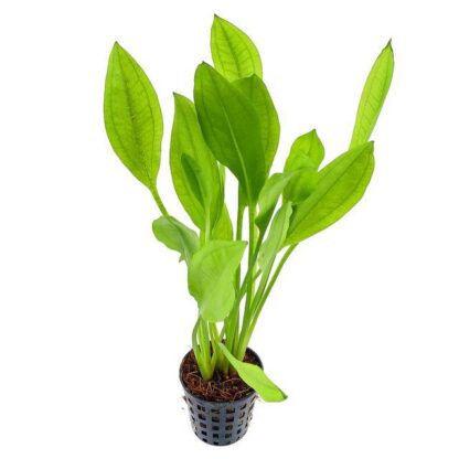 SG Echinodorus - pot