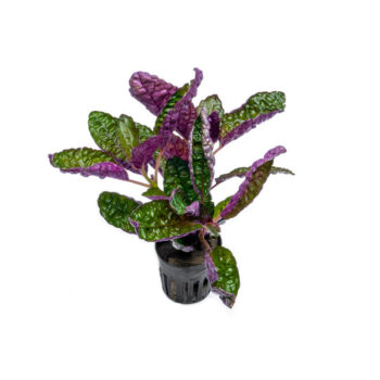 SG Hemigraphis exotica narrow leaves - pot