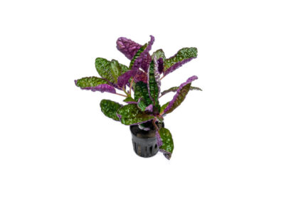SG Hemigraphis exotica narrow leaves - pot