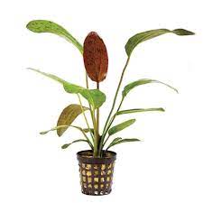 SG Echinodorus ozelos red - pot