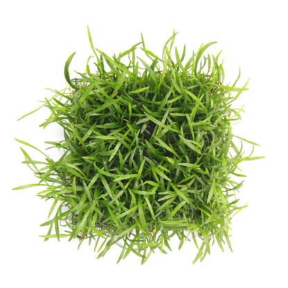 SG Lilaeopsis novae - Epaqmat 20x15
