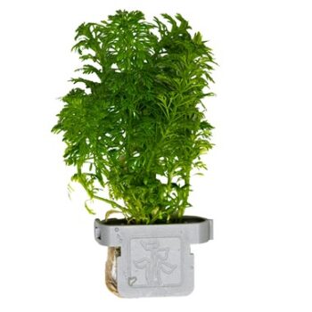 Tropica Limnophila Sessiliflora on clip