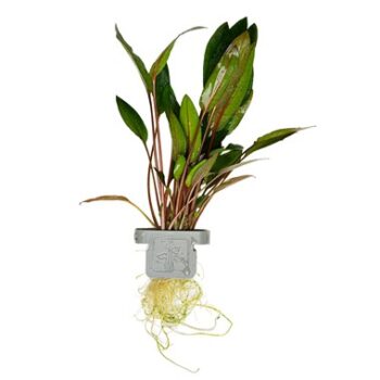 Tropica Cryptocoryne Beckettii Petchii on clip