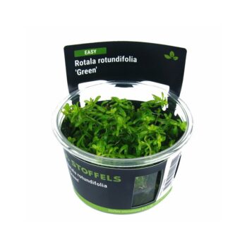 S.I Rotala rotundifolia Green in vitro