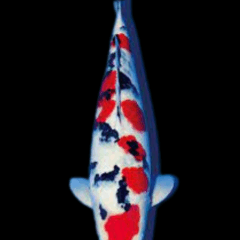 Cyprinus carpio- Sanke Koi 12cm