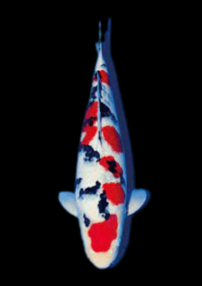 Cyprinus carpio- Sanke Koi 12cm