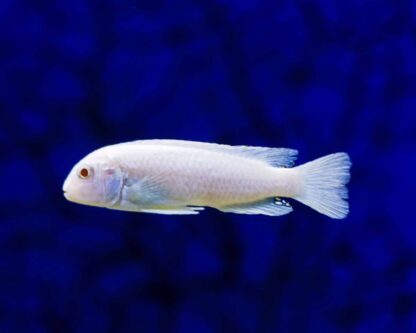 Pseudotropheus socolofi - White Snow Cichlid
